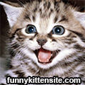 Funny Kitten Site
