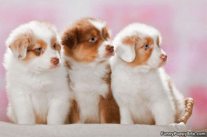 3 Cute Puppies