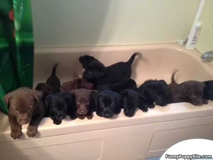 A Bath Of Puppies