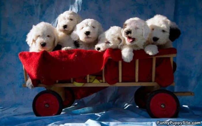 A Cart Of Puppies