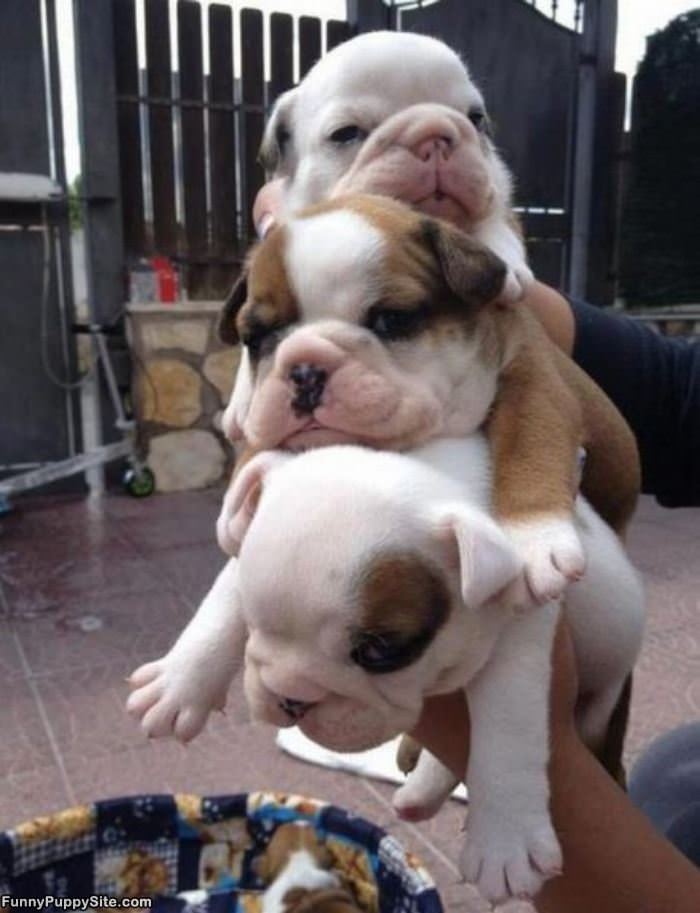 A Few Stacked Puppies