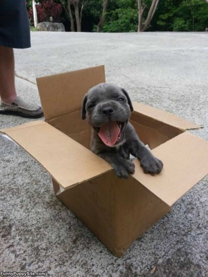 A Puppy Delivery