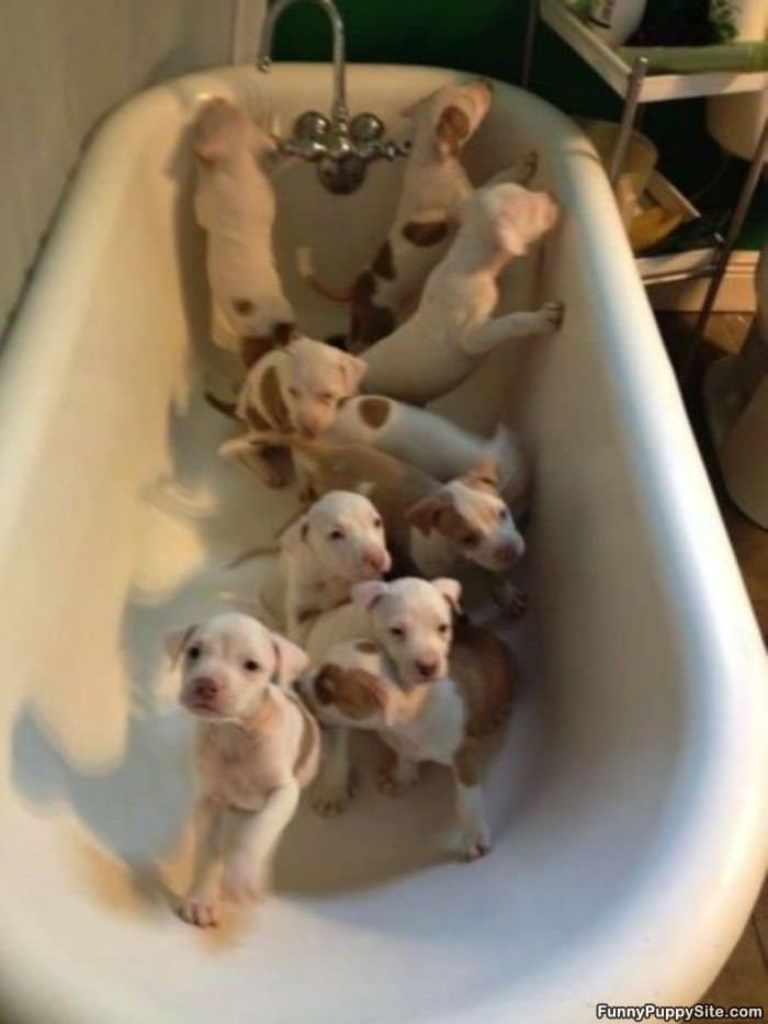 A Tub Of Puppies