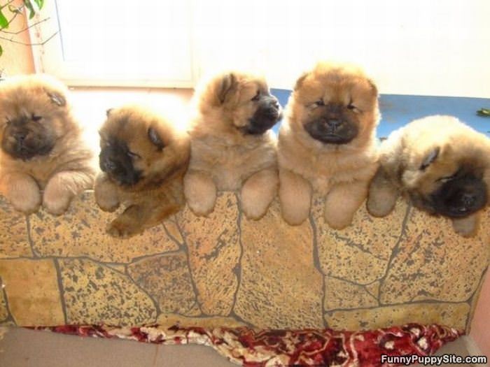 A Wall Of Puppies