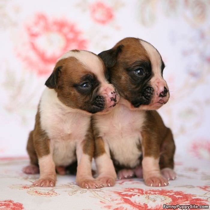 Adorable Cute Puppies