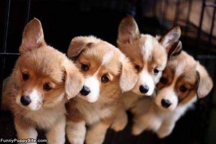 Adorable Puppies