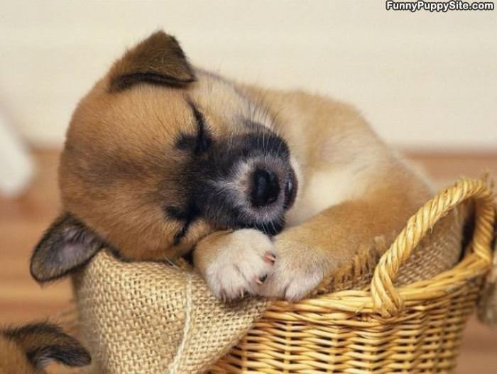 Asleep In The Basket