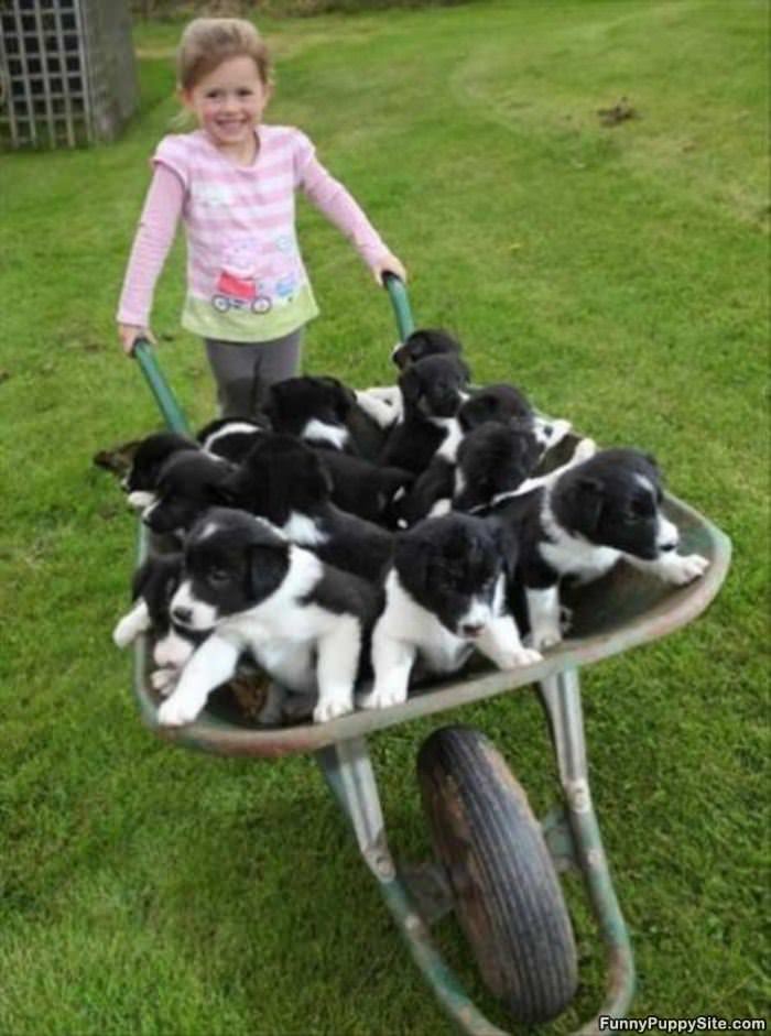 Barrel Of Puppies
