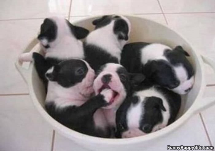 Bucket Of Cute Puppies