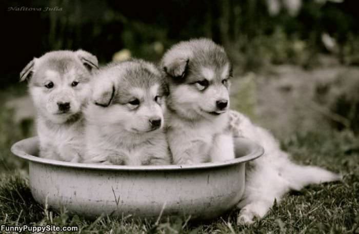 Bucket Of Puppies
