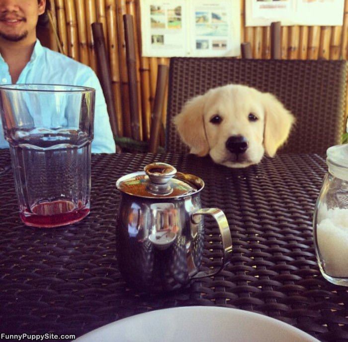 Can I Has Some Tea