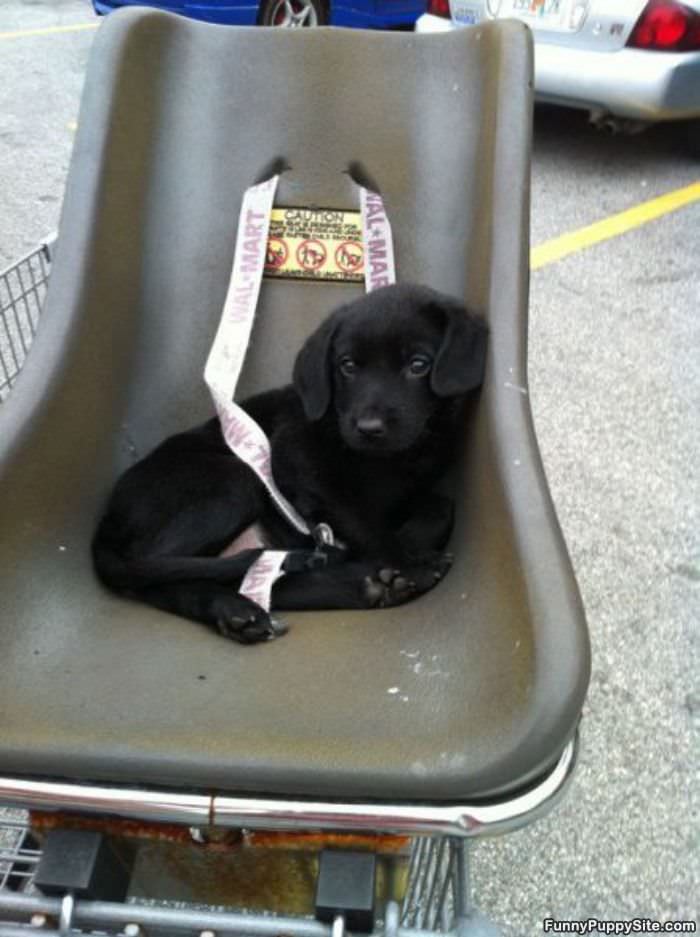 Chair Puppy