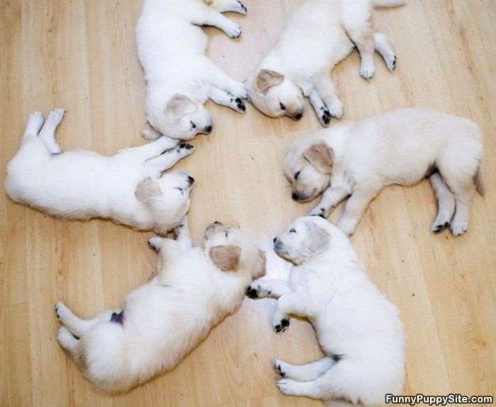 Circle Of Puppies