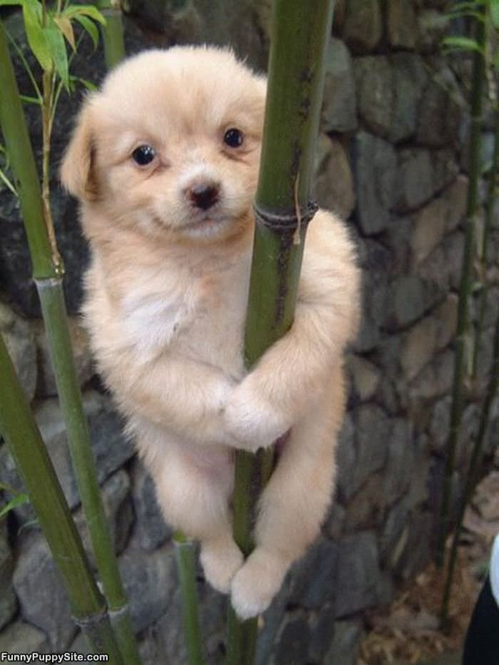 Climbing Puppy