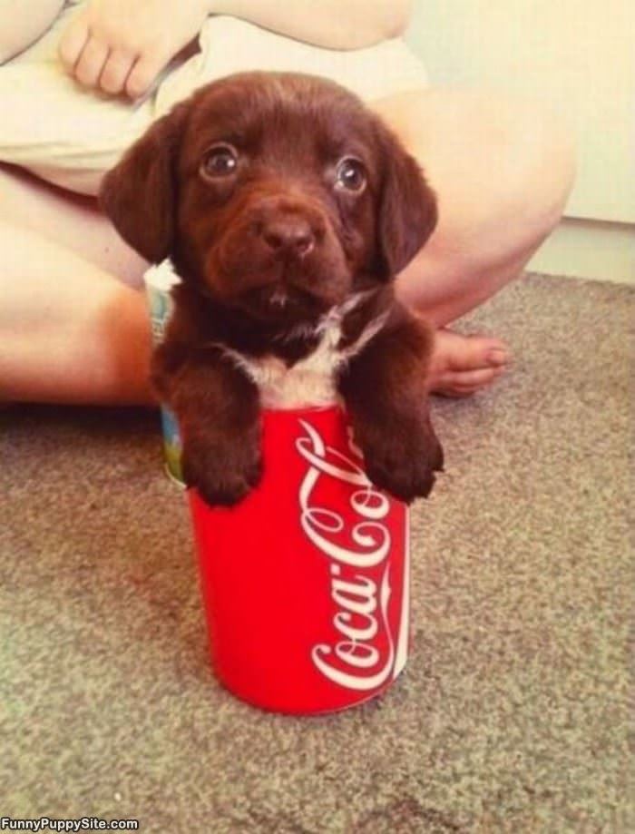 Coca Cola Pup