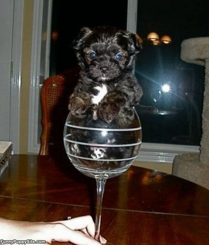 Cup Of Puppy
