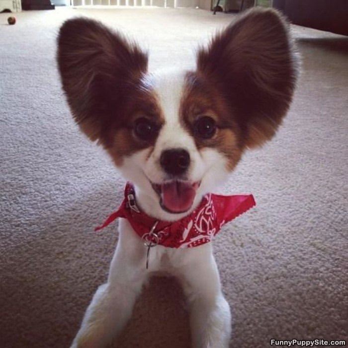Cute Big Puppy Ears