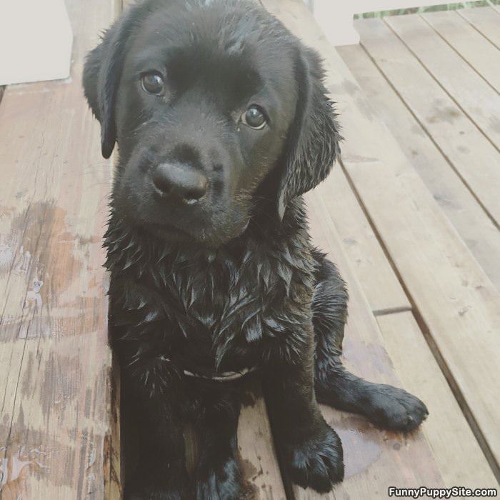 Cute Black Lab Puppy