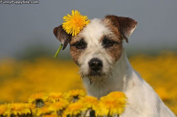 Cute Flower Puppy