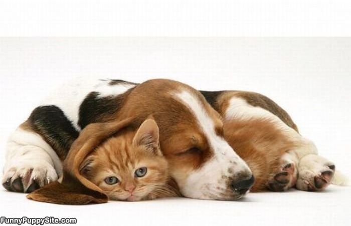 Cute Kitten And Puppy - funnypuppysite.com