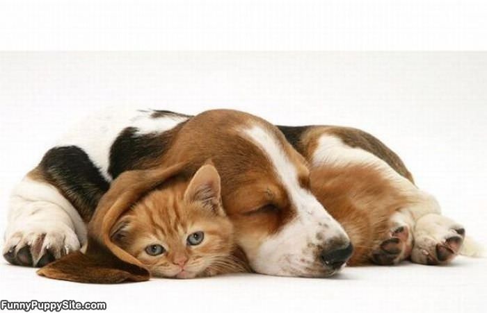 cute puppies and kittens together. hot dunno lol cute puppies