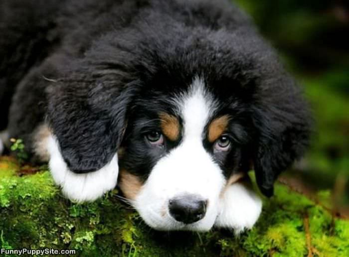 Cute Little Puppy Eyes