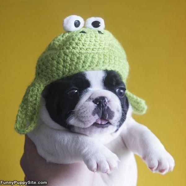 Cute Little Puppy Hat