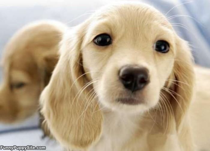 Little Puppy Pictures