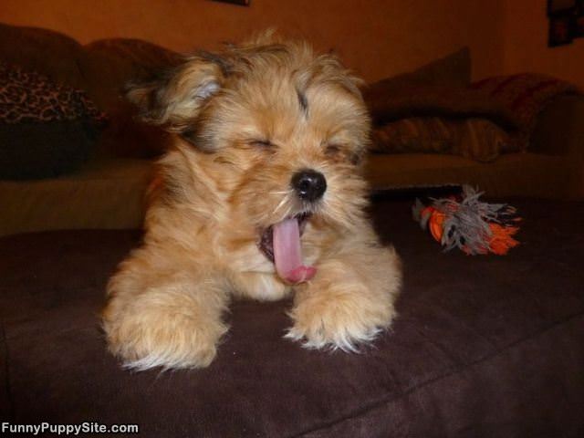 Cute Little Yawn