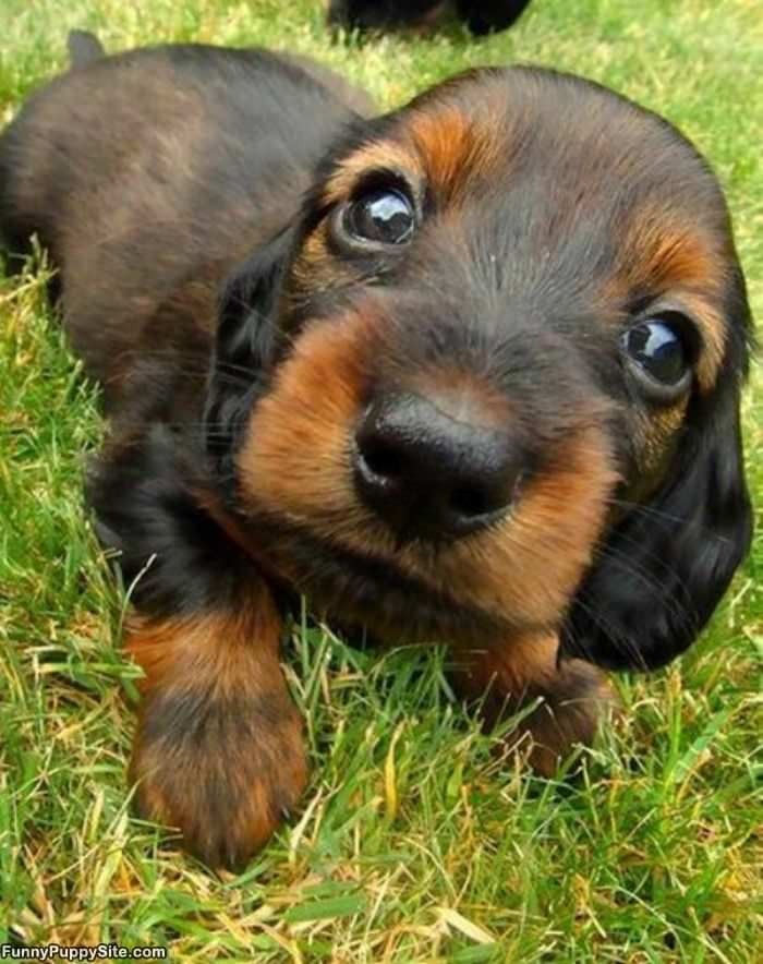 Cute Puppy Eyes Here