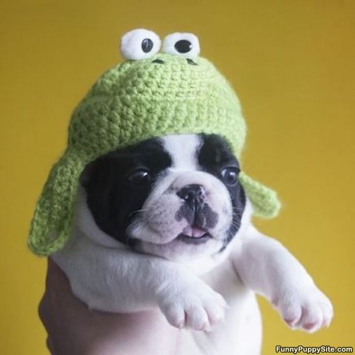 Cute_Puppy_Hat.jpg