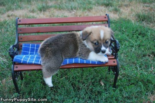 Cute Puppy On A Bench