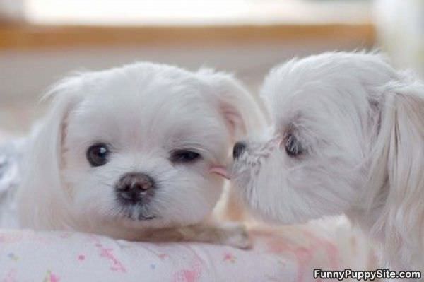 Cute Puppy Whisper