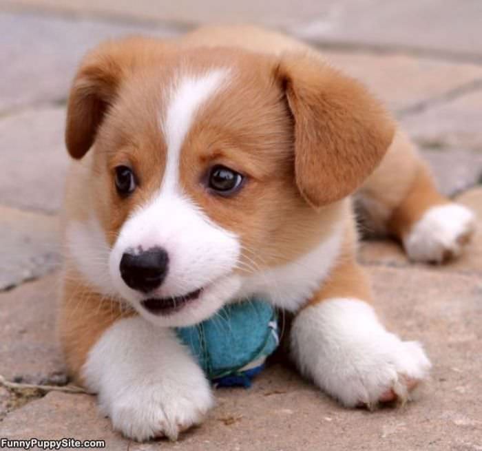Cuter Tiny Puppy