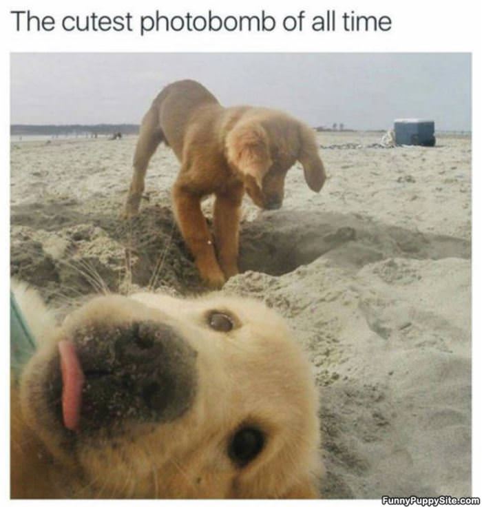 Cutest Photobomb