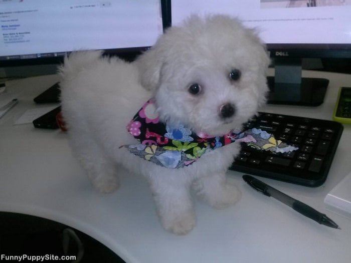 Desk Puppy
