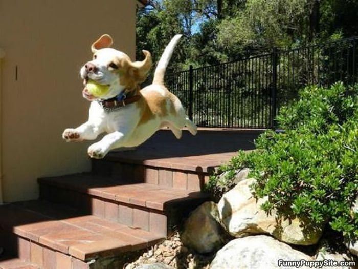 Flying Happy Puppy