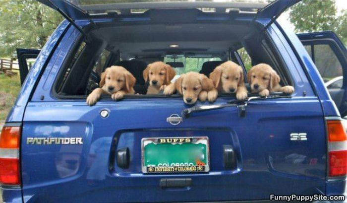 Full Of Puppies