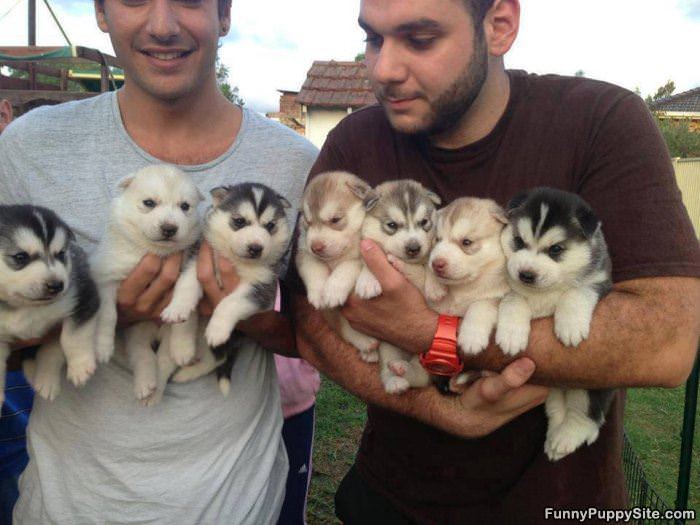 Handful Of Pups