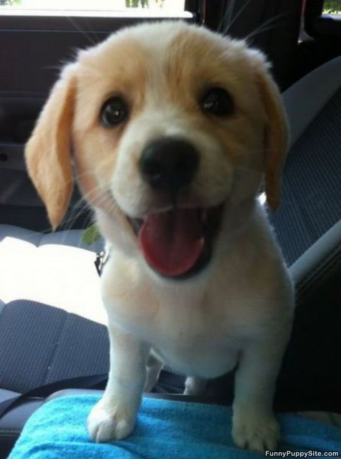 Happy Face Puppy