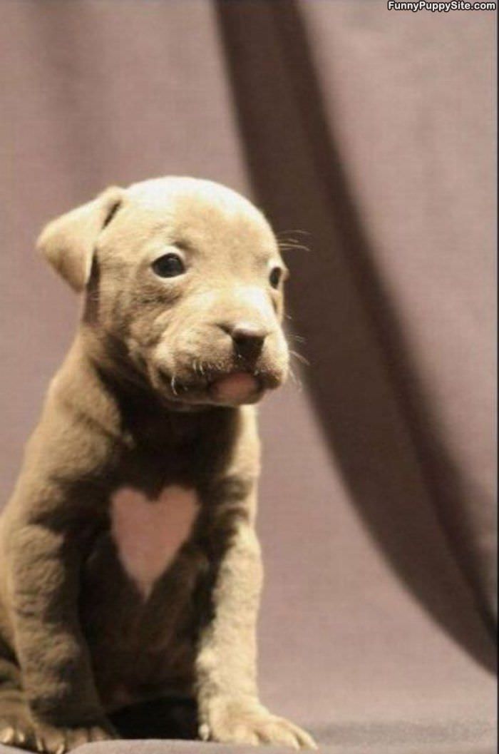Heart Shaped Puppy