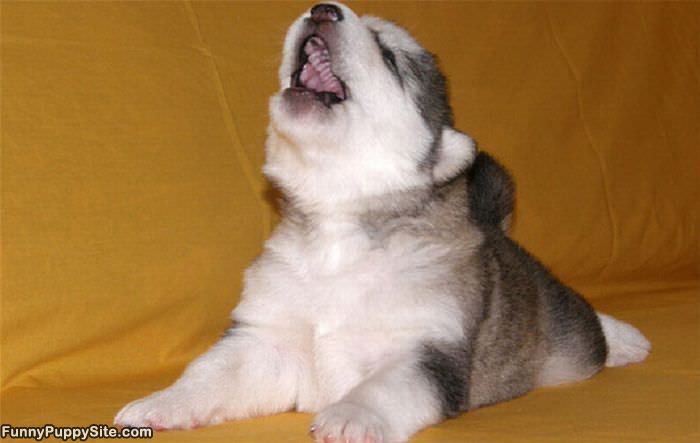 Howling Puppy