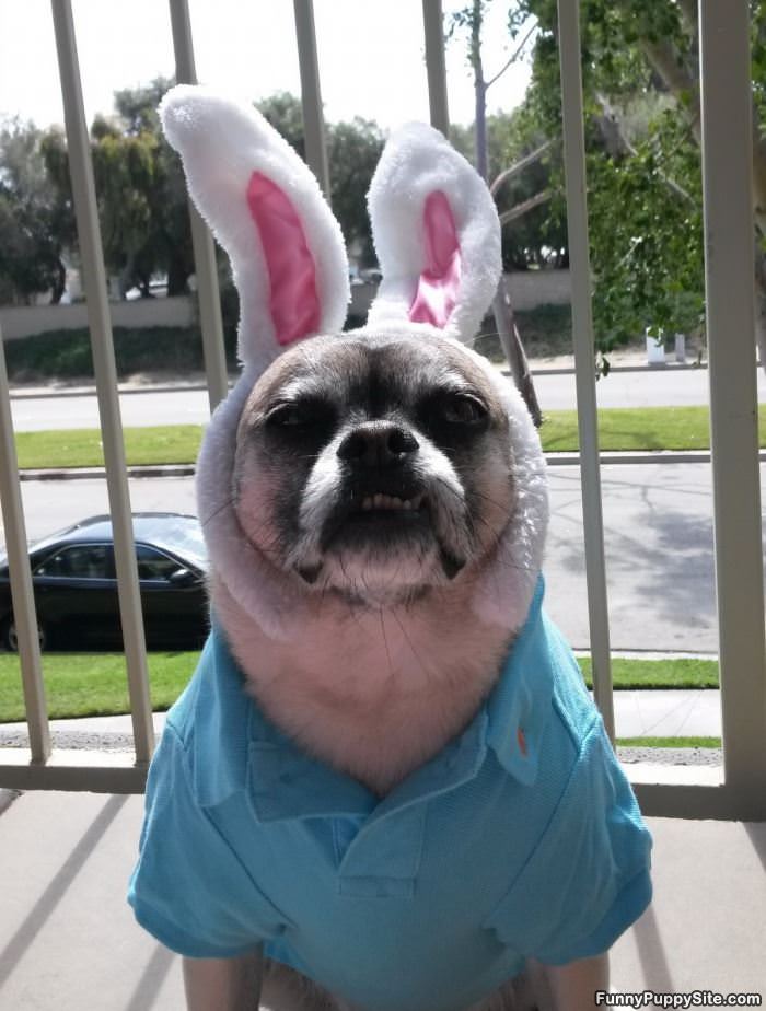 I Am A Bunny