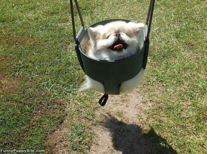 I Dont Fits In This Swing Puppy