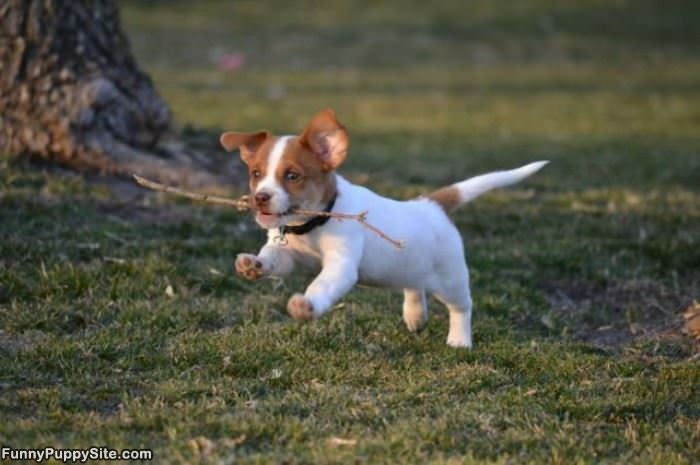 I Fetched The Stick