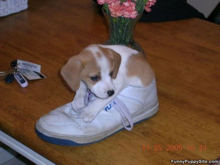 I Has A Shoe