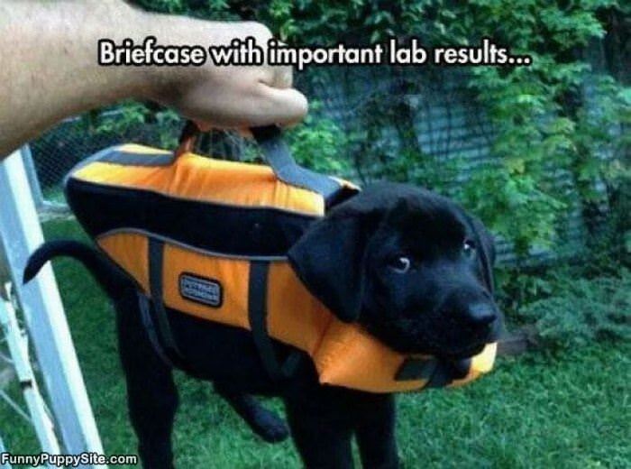 Important Lab Results