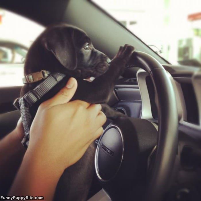 Just Learning To Drive