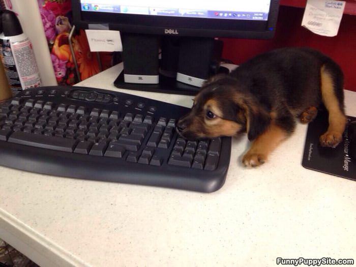Keyboard Puppy