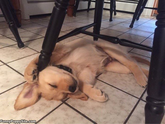 Laying Under The Stool